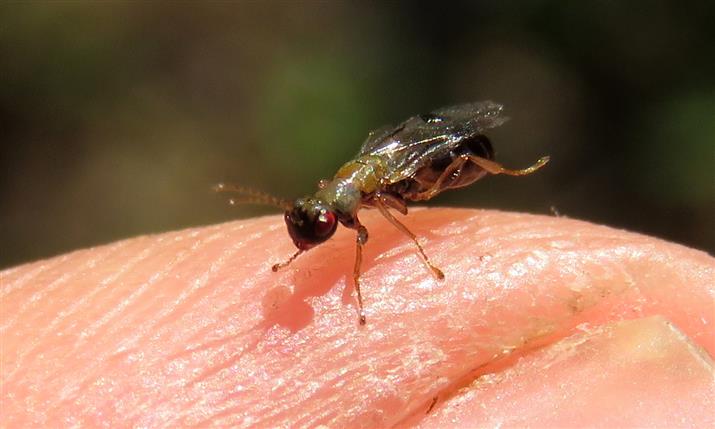 Eurytomidae: cfr.  Sycophila sp.